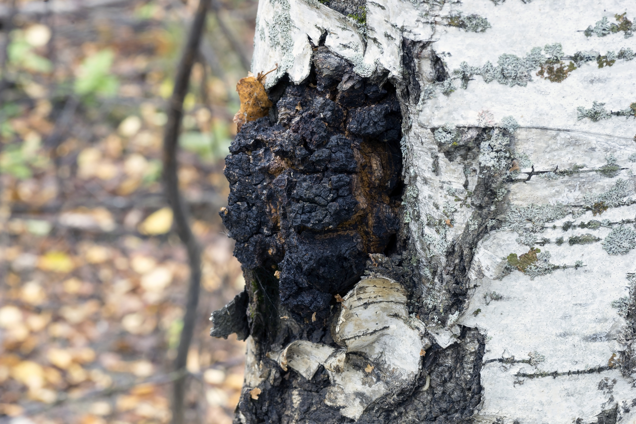 Dark chaga growing on a white birch tree.