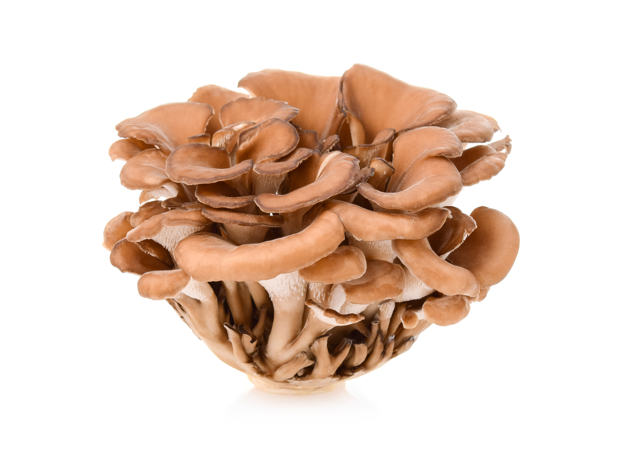 Cluster of Maitake mushrooms.