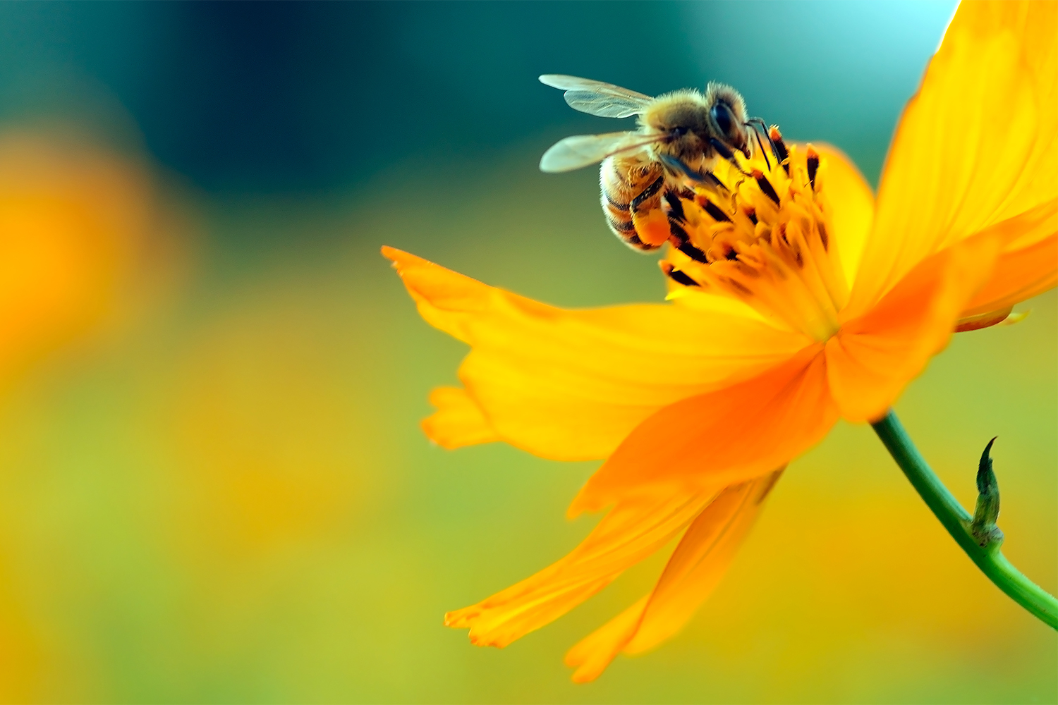 A honey bee landing on a flower
