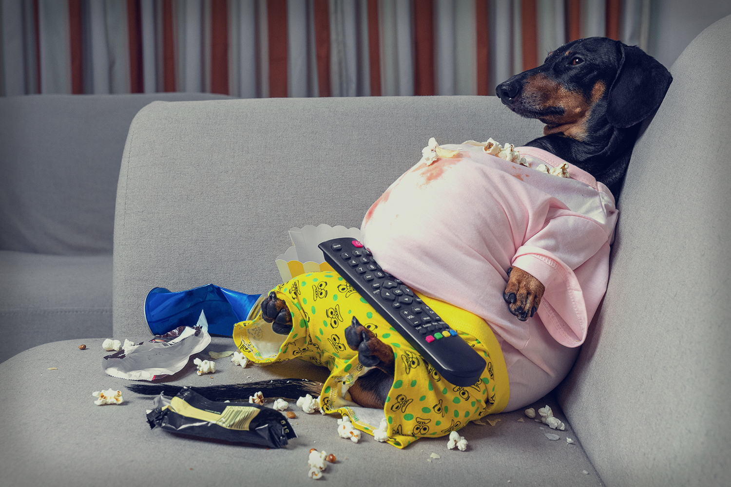 a fat little dog covered in snacks staring at the TV
