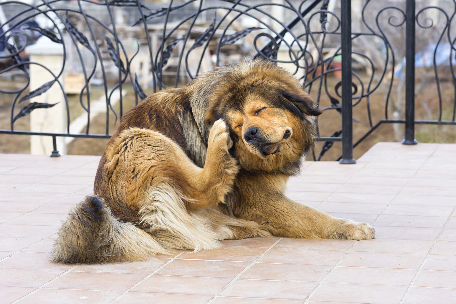 a shaggy senior dog scratching at fleas