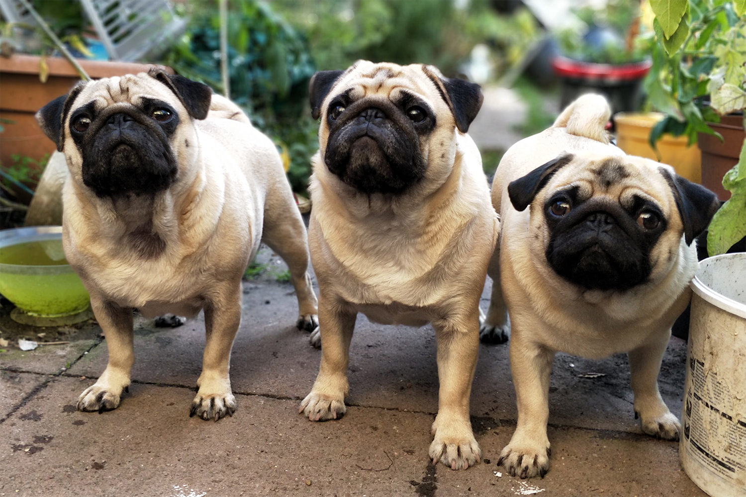 Three pugs hanging out near gardening supplies