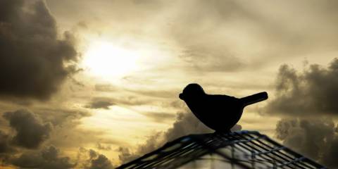 Silhouette bird escaping from the cage.