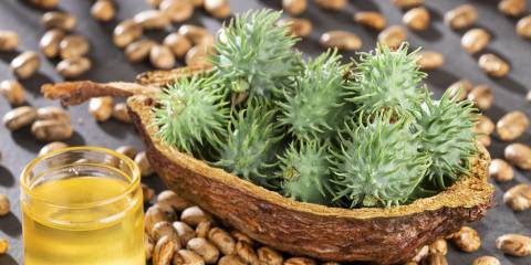 the seeds, fruit, and oil of the castor plant