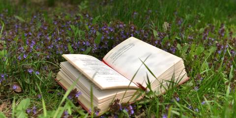 a book of poetry lying open under a tree in a field of wildflowers