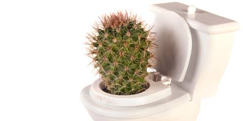 A toilet with a cactus sticking out of it