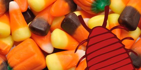 A pile of candy corn. It's nice and shiny, because it has lac bug secretions.