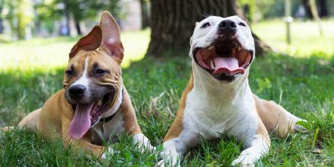 two happy dogs in the park.