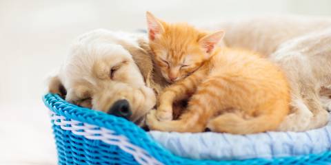 a dog and a cat cuddling in a basket