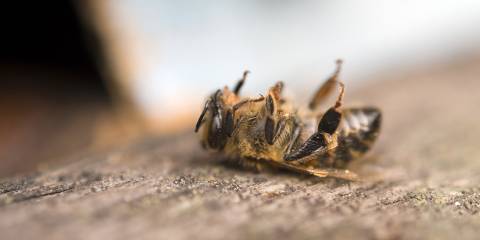 A dead honey bee.