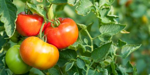 Tomatoes on a leafy vine. 
