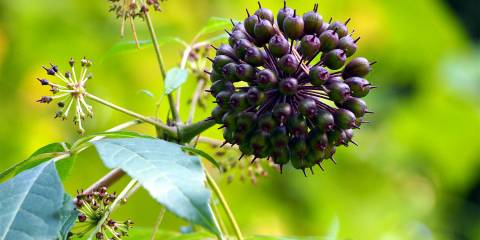 The berry of eleuthero growing in the wild
