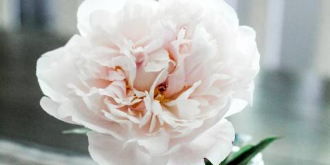 a white peony flower in a jar