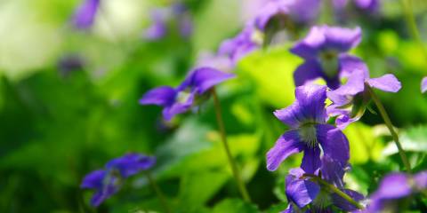 violets growing in a sunny garden