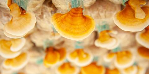 a reishi mushroom farm for cultivating mycelium