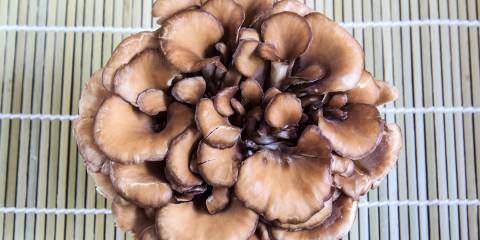 A cluster of maitake mushrooms on a bamboo mat