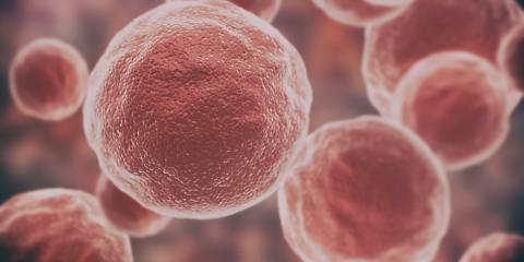 damaged and mutated cells