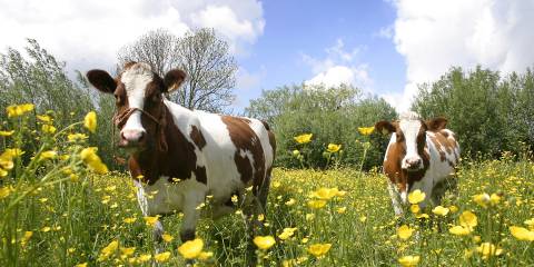 Brown and white cows in a field of yellow buttercups.