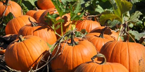 Pumpkins in a garden. 