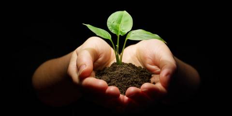 a woman holding a sapling and soil in her hands