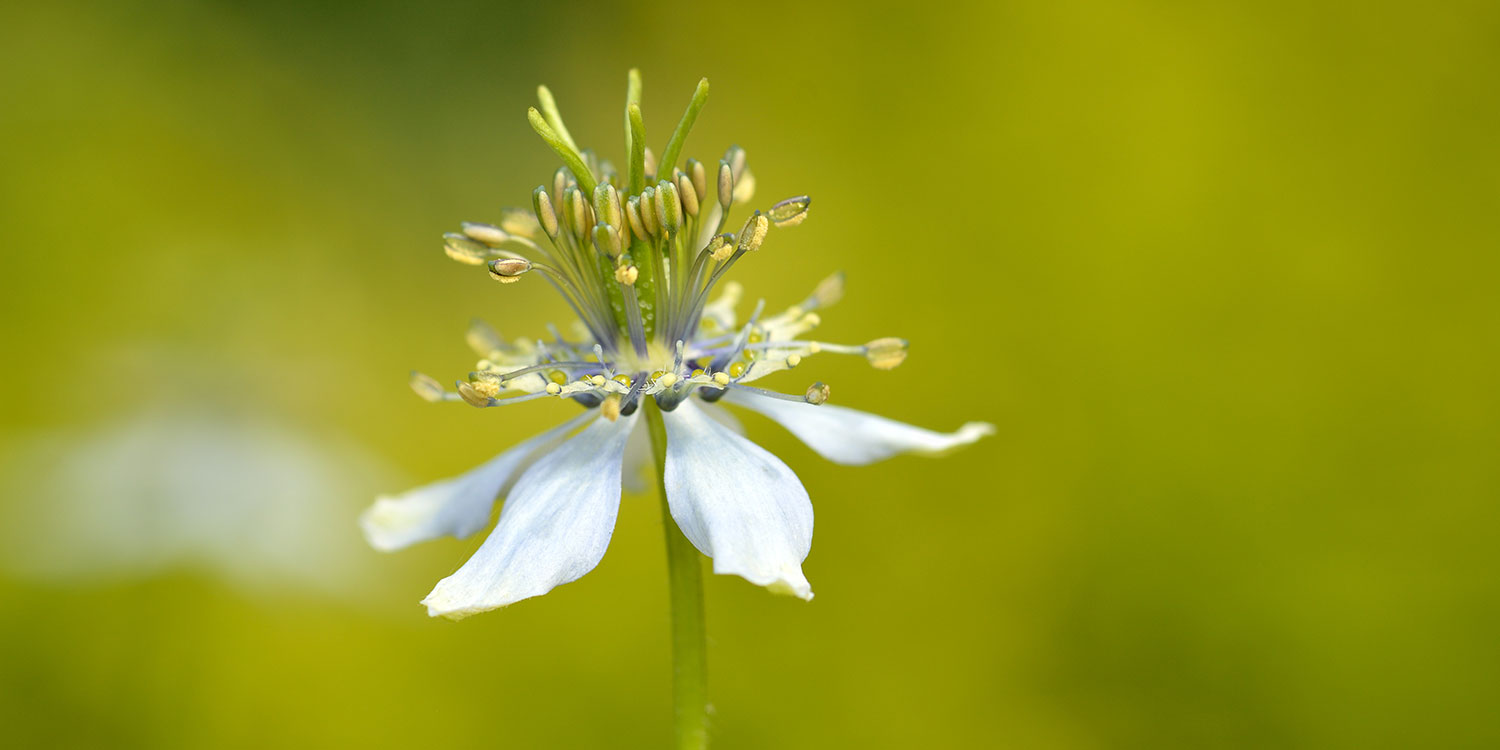 Nigella sativa aka black cumin seed