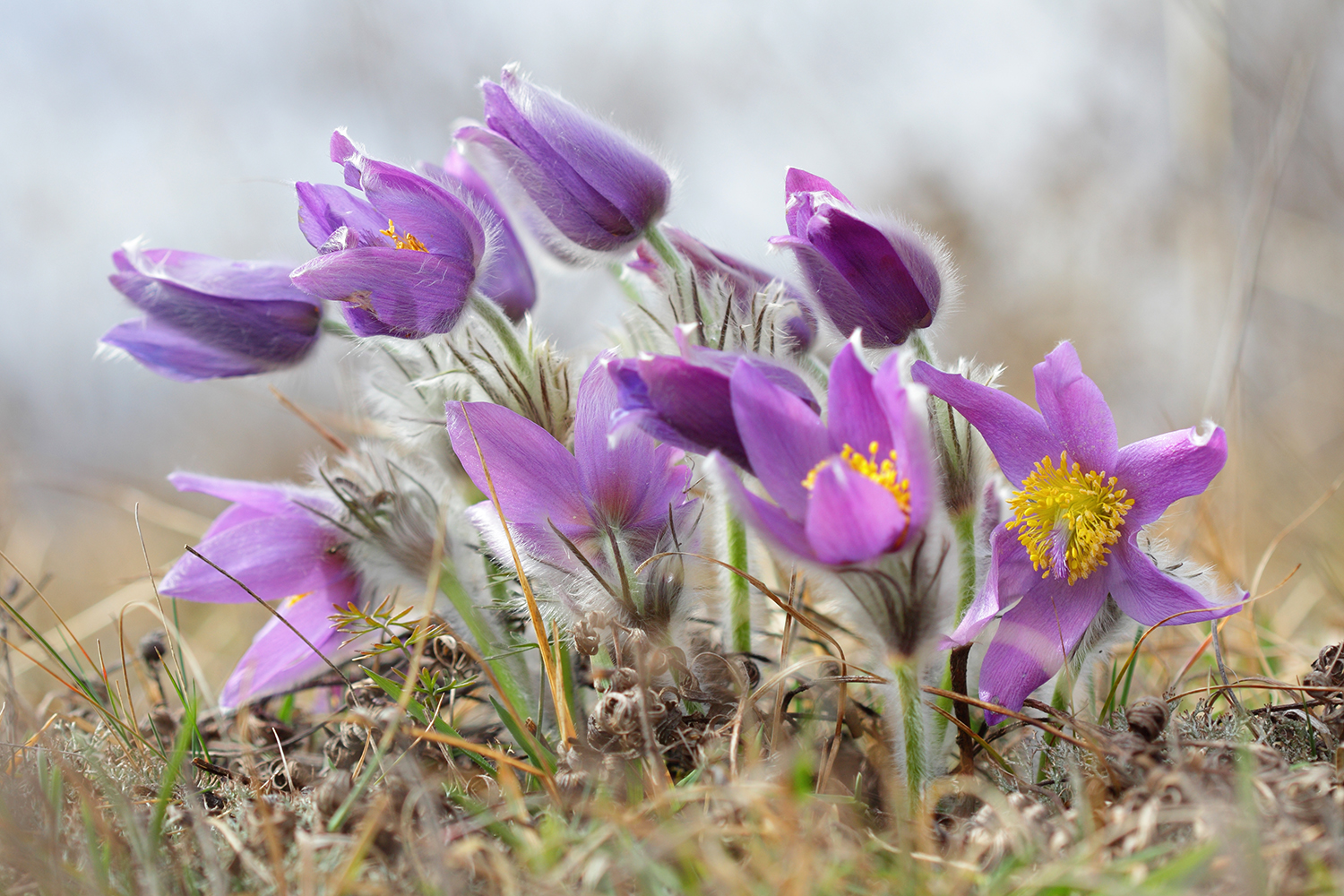 a cluster of pasqueflowers in the wild