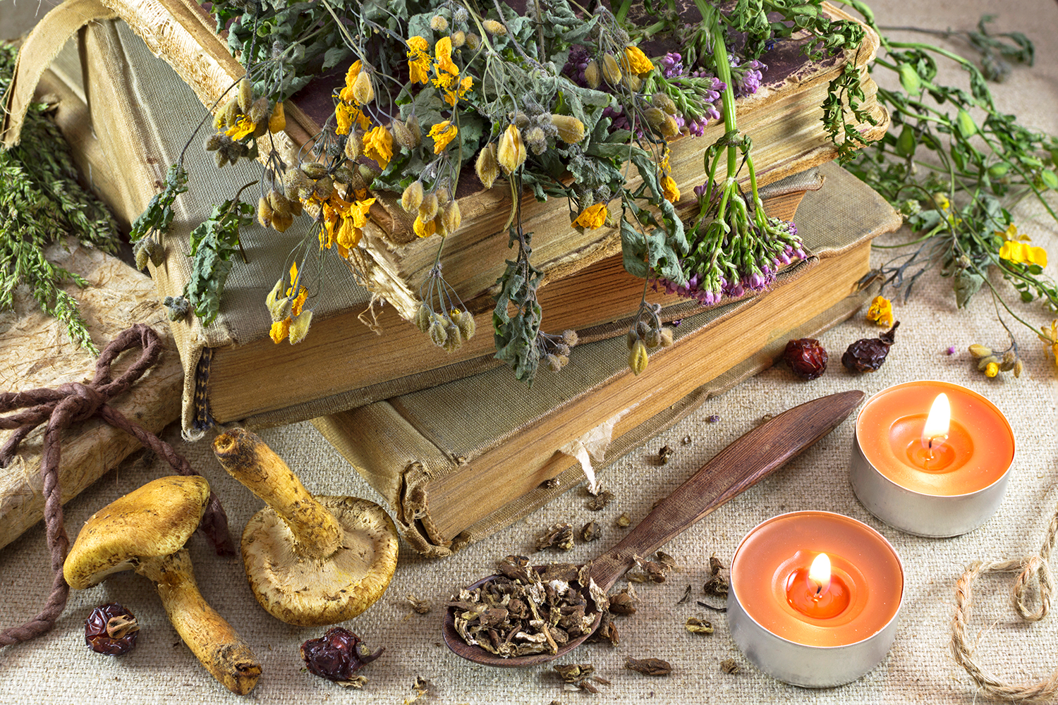 medicinal mushrooms and healing herbs