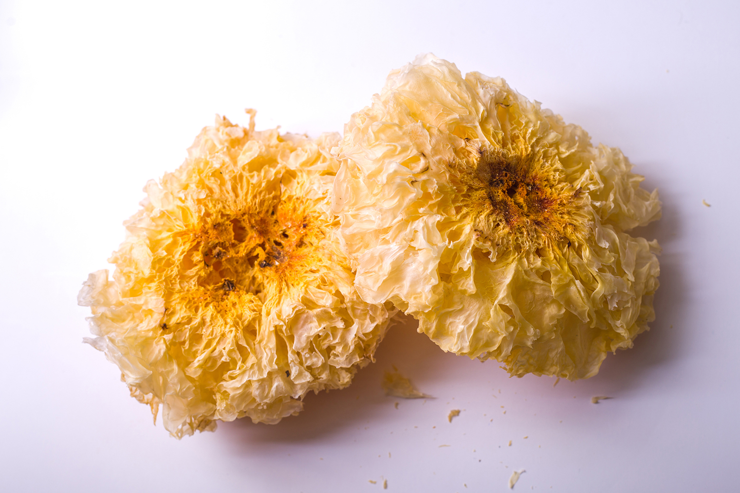Tremella on a white background.