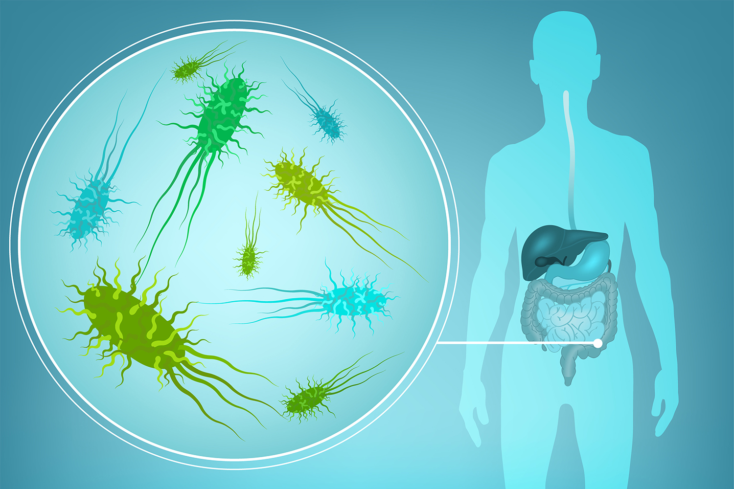 A diagram of healthy intestinal flora