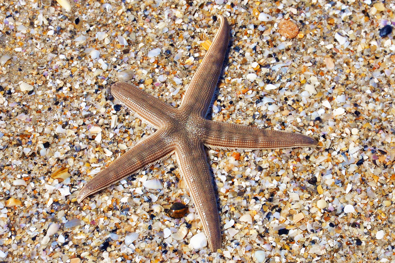 a starfish regrowing one of its limbs