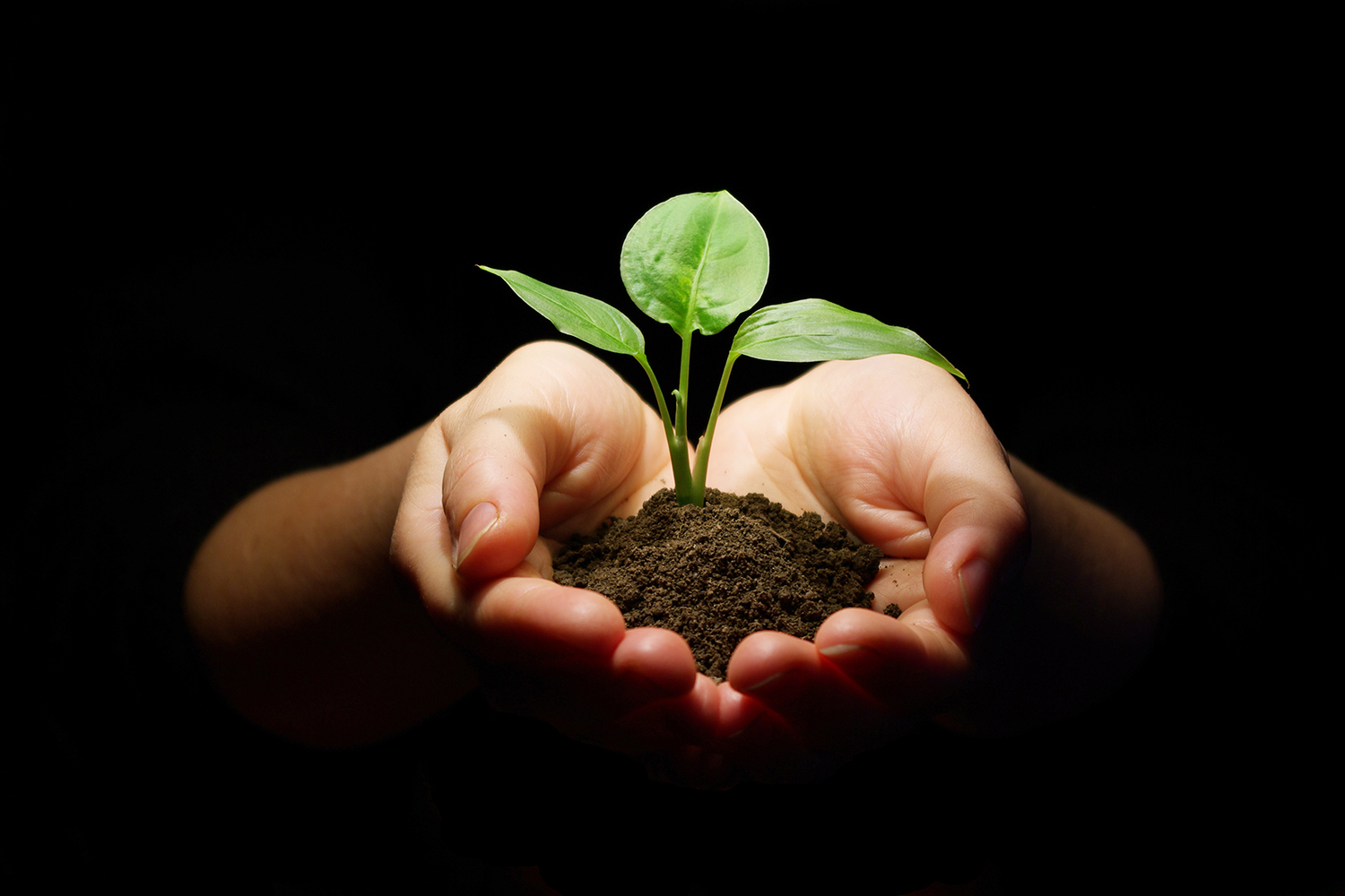 a woman holding a sapling and soil in her hands
