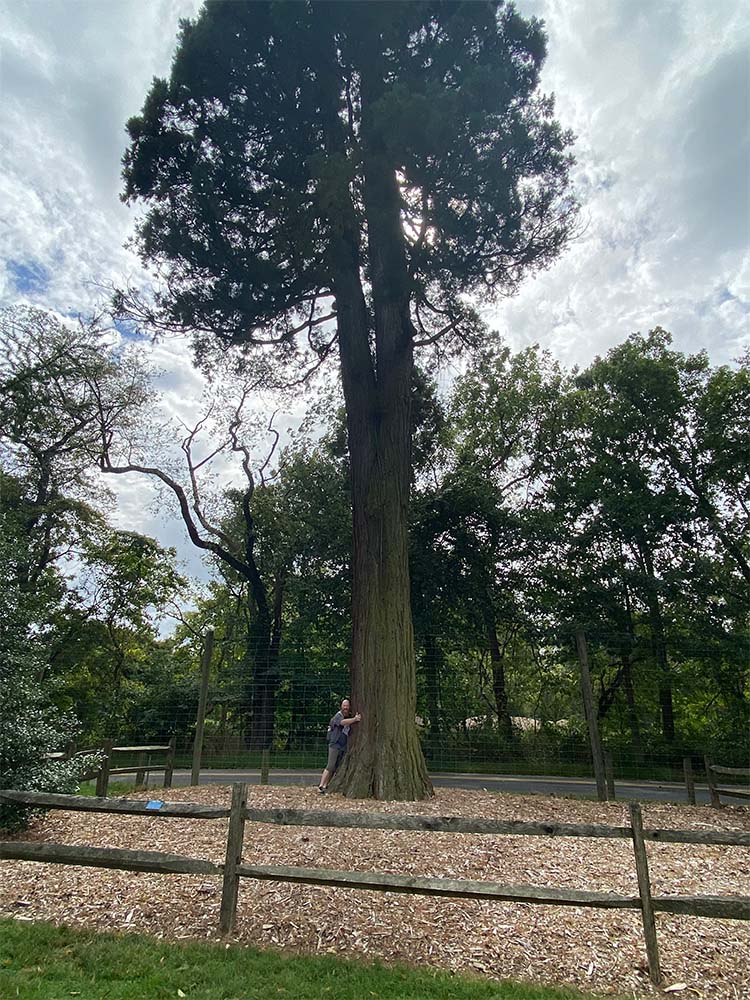 a man hugging a giant sequoia